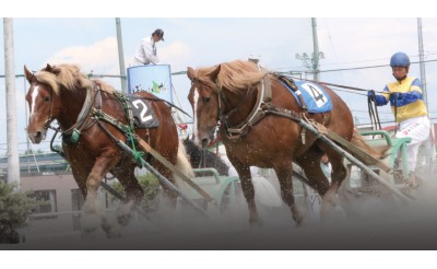 金曜限定!ばんえい十勝体験レース