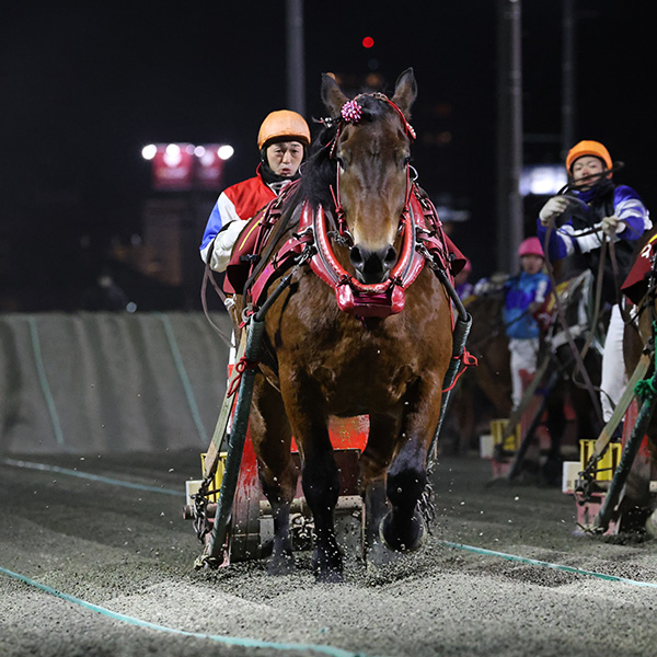 競馬 歴代ばんえい最強馬投票優勝馬 鈴木恵介騎手直筆サイン木箱 証明書入り蹄鉄 競馬 歴代ばんえい最強馬投票優勝馬 鈴木恵介騎手直筆サイン木箱