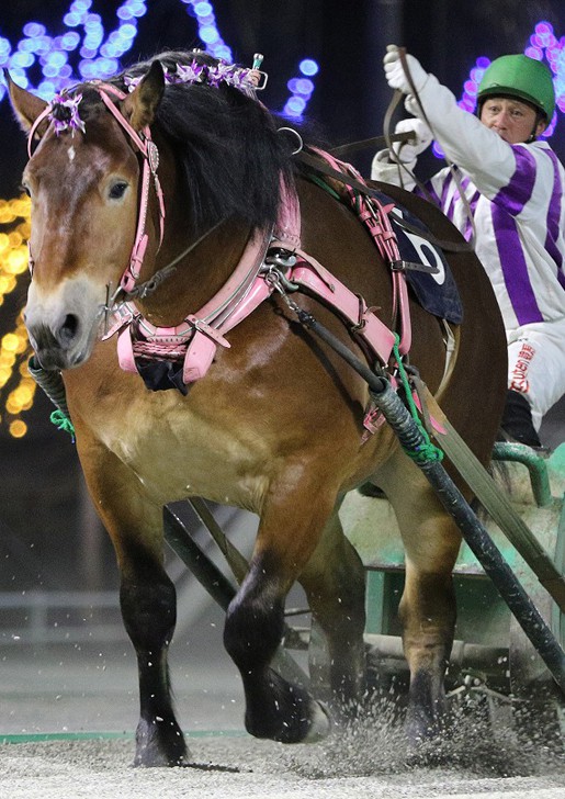 ばんえい菊花賞 公式 ばんえい十勝 ばんえい菊花賞 公式 ばんえい十勝