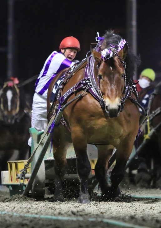 チャンピオンカップ | 【公式】ばんえい十勝