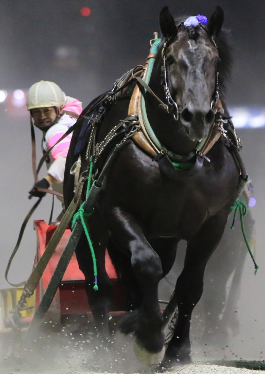 ばんえい大賞典 | 【公式】ばんえい十勝
