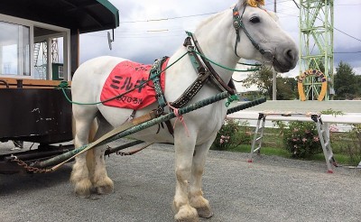 静岡県富士宮市にばん馬が登場