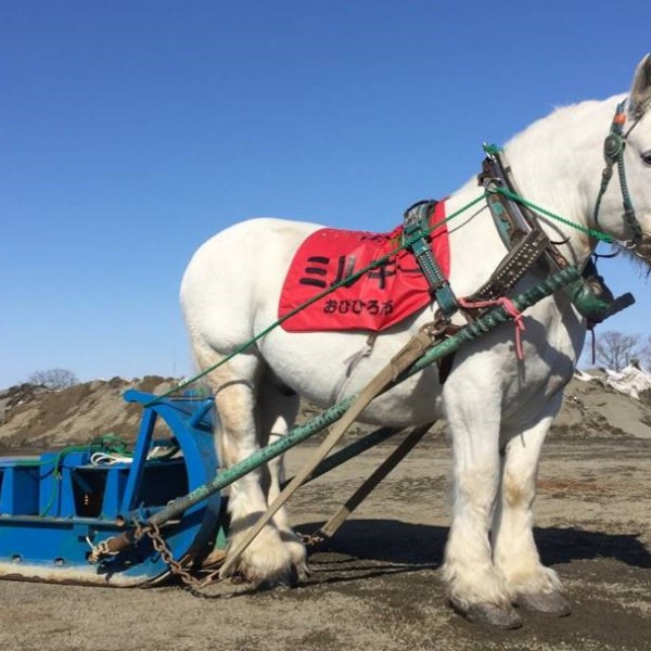 川口 オート オッズ