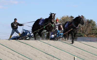 平成30年度全道祭典ばんば1才馬決勝大会