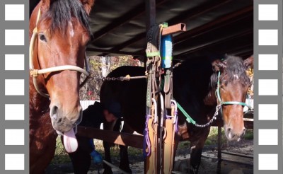 [ばんば通信] 秋深まる帯広競馬場