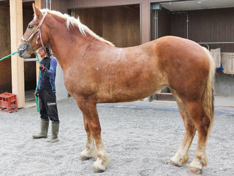 ジェイノハナヒメ