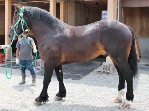 キョウエイジェット