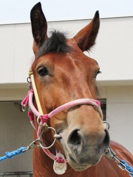 シチフクガクル