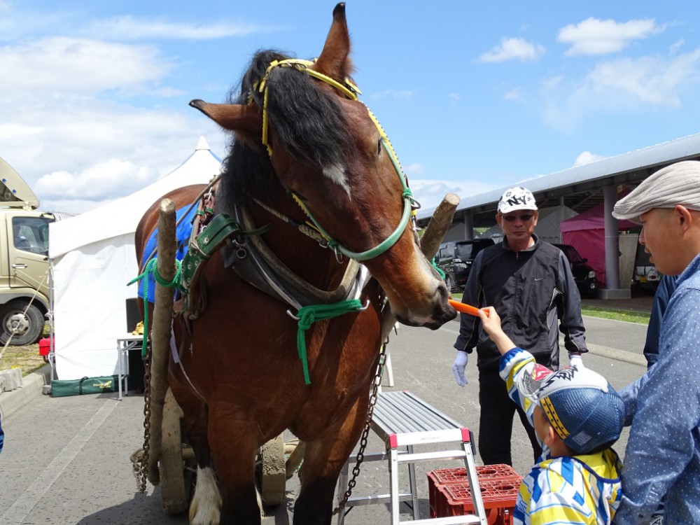 エイシンヒカリ 国内全１１戦現地単勝馬券セット ZBAT写真館】エイシンヒカリ - サンスポZBAT!