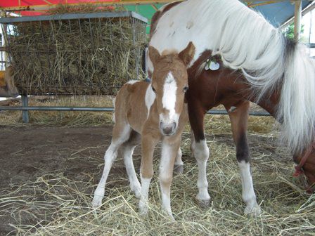 ポニーの子供がうまれたよ～！ | 【公式】ばんえい十勝