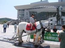 ばんえい十勝in水沢競馬場 公式 ばんえい十勝