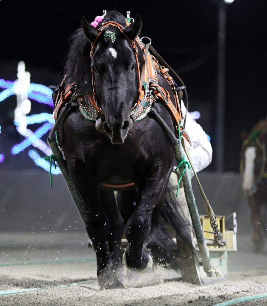 第39回チャンピオンカップ（BG2）結果 | 【公式】ばんえい十勝
