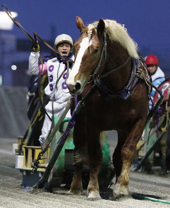 鈴木恵介騎手 通算2,500勝達成！ | 【公式】ばんえい十勝
