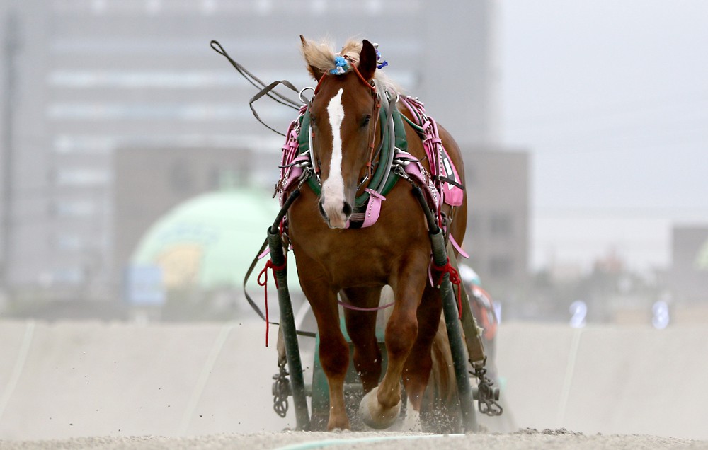 新品　未開封　ばんえい競馬　十勝　ばんえいグランプリ　法被　和　祭り　日本　赤 1月4日（月）ばんえい競馬 開催日です | 【公式】ばんえい十勝