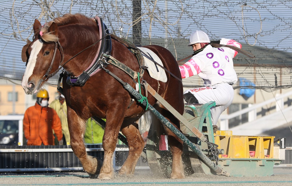 新品　未開封　ばんえい競馬　十勝　ばんえいグランプリ　法被　和　祭り　日本　赤 新品 未開封 ばんえい競馬 十勝 ばんえいグランプリ 法被 和