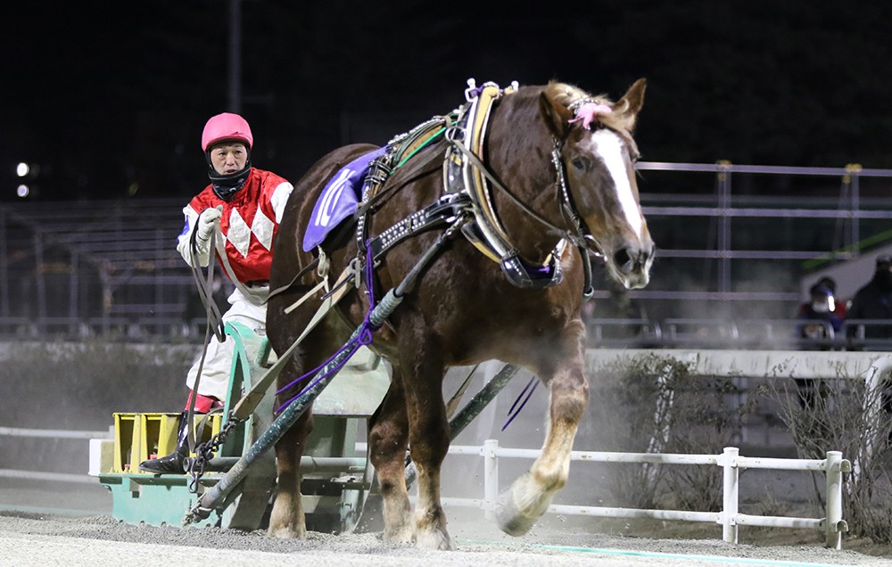 新品　未開封　ばんえい競馬　十勝　ばんえいグランプリ　法被　和　祭り　日本　赤 ばんえい十勝LIVE 2025年8月2日 - YouTube