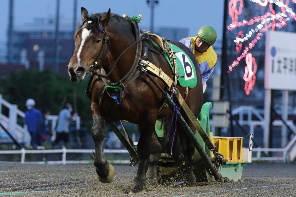 5月29日 土 ばんえい競馬 開催日です 公式 ばんえい十勝 5月29日 土 ばんえい競馬 開催日です 公式 ばんえい十勝