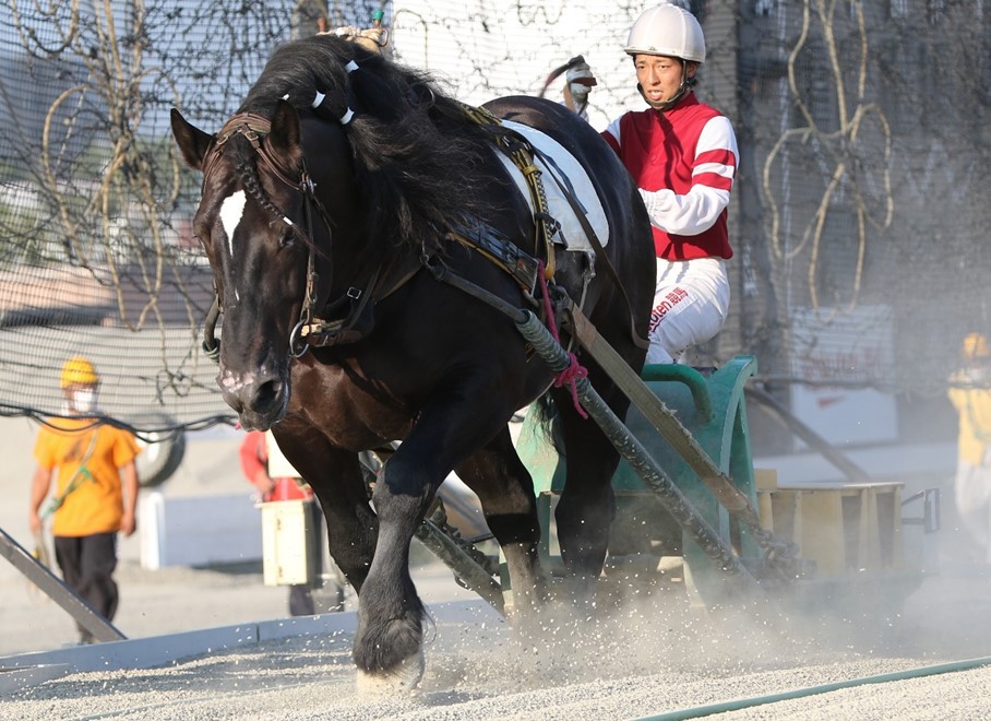 新品　未開封　ばんえい競馬　十勝　ばんえいグランプリ　法被　和　祭り　日本　赤 mph0iiWZ1626665879_m.jpg