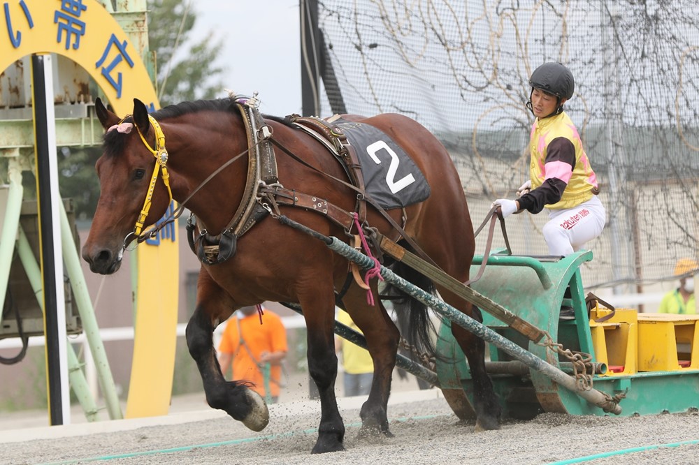 新品　未開封　ばんえい競馬　十勝　ばんえいグランプリ　法被　和　祭り　日本　赤 新品 未開封 ばんえい競馬 十勝 ばんえいグランプリ 法被 和