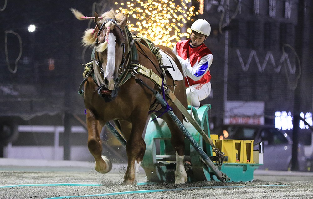 新品　未開封　ばんえい競馬　十勝　ばんえいグランプリ　法被　和　祭り　日本　赤 新品 未開封 ばんえい競馬 十勝 ばんえいグランプリ 法被 和