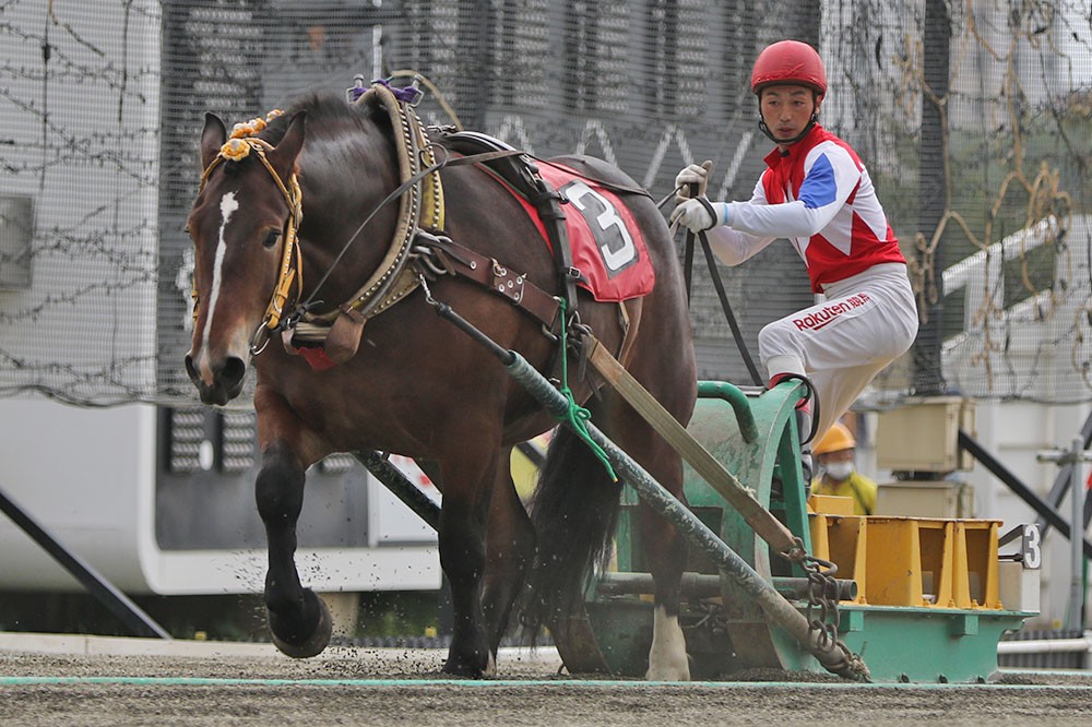新品　未開封　ばんえい競馬　十勝　ばんえいグランプリ　法被　和　祭り　日本　赤 6月8日（月）ばんえい競馬 開催日です | 【公式】ばんえい十勝