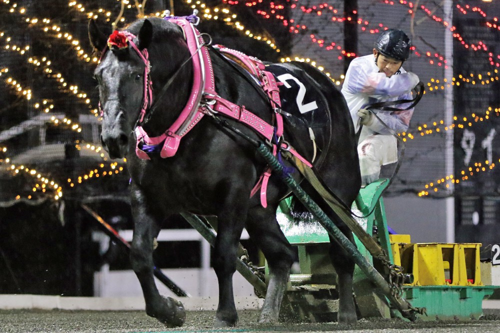 新品　未開封　ばんえい競馬　十勝　ばんえいグランプリ　法被　和　祭り　日本　赤 新品 未開封 ばんえい競馬 十勝 ばんえいグランプリ 法被 和
