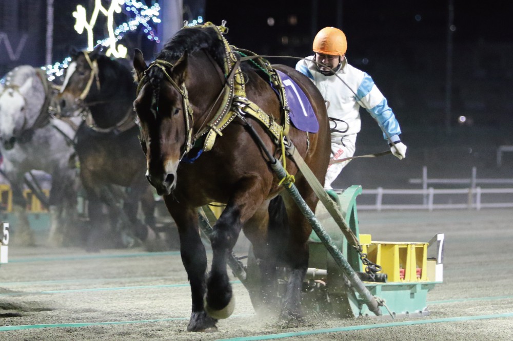 1月9日（日）メインレース騎手コメント マツカゼウンカイ | 【公式