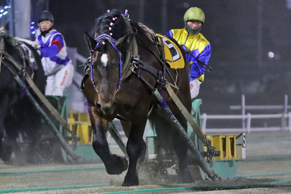 新品　未開封　ばんえい競馬　十勝　ばんえいグランプリ　法被　和　祭り　日本　赤 第17回カーネーションカップ」（BG3）の結果 | 【公式】ばんえい十勝