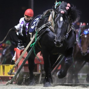 ばんえい菊花賞 | 【公式】ばんえい十勝