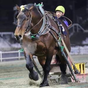 チャンピオンカップ | 【公式】ばんえい十勝