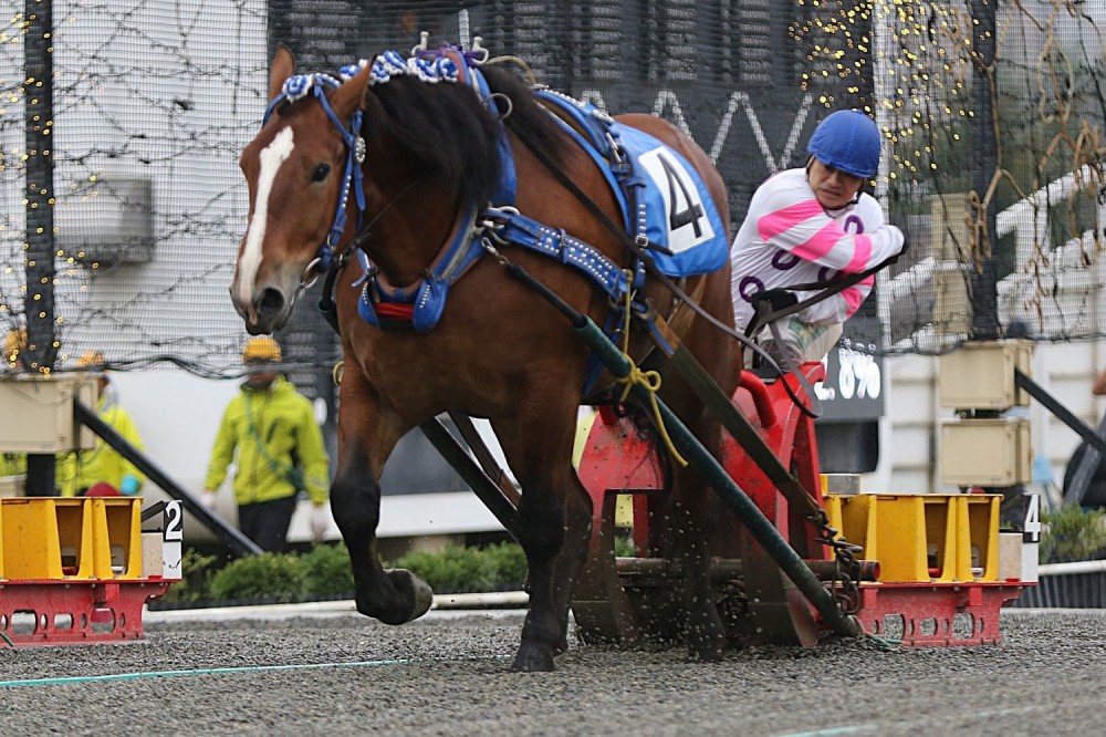 鈴木恵介騎手 通算3,500勝達成！ | 【公式】ばんえい十勝