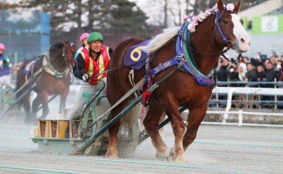 「NARグランプリ2016」表彰馬について