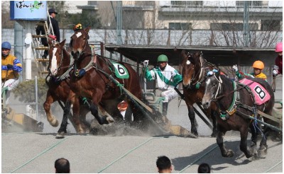 アソビュー十勝特集ページにばんえい十勝掲載