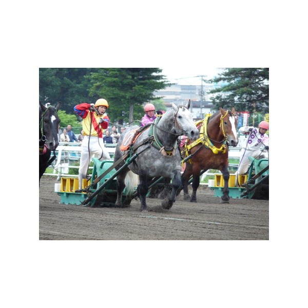 競馬 2019ばんえい最優秀馬 長澤幸太騎手直筆サイン木箱 本物証明書入り蹄鉄 現役9人目、通算1,000勝を達成！「長澤の舞」で人気・長澤幸太