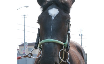 6/6　本日の新馬情報