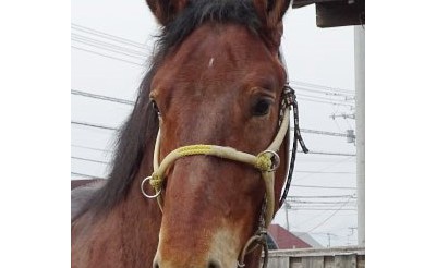 6/20　本日の新馬情報