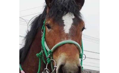 5/8　本日の新馬情報