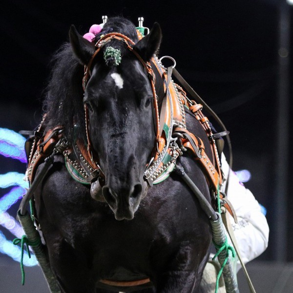 第39回チャンピオンカップ（BG2）結果 | 【公式】ばんえい十勝