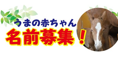 馬の赤ちゃん名前募集！