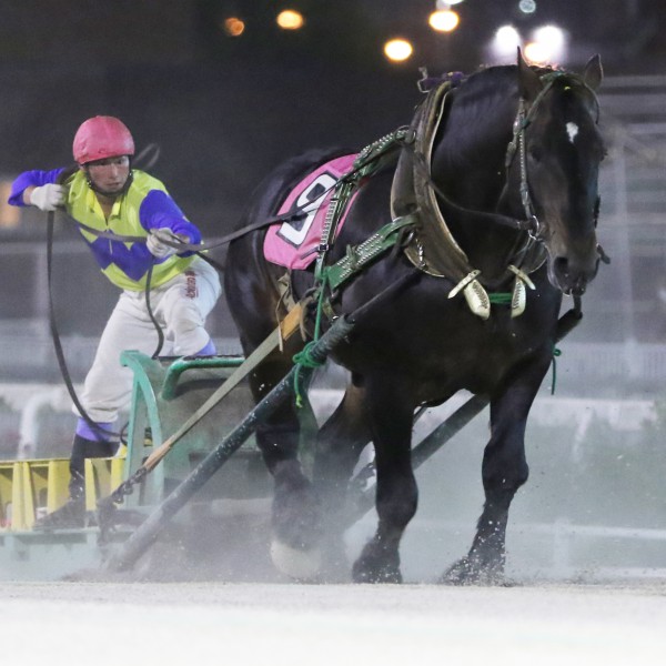 新品　未開封　ばんえい競馬　十勝　ばんえいグランプリ　法被　和　祭り　日本　赤 第17回カーネーションカップ」（BG3）の結果 | 【公式】ばんえい十勝