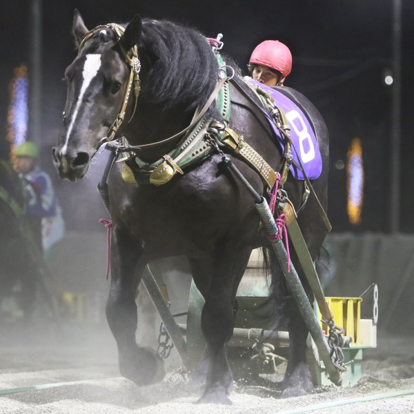 競馬メーンレースの勝ち馬は最終レースでわかる入手困難品クーポン限定ポイント殺菌済 競馬メーンレースの勝ち馬は最終レースでわかる入手困難品