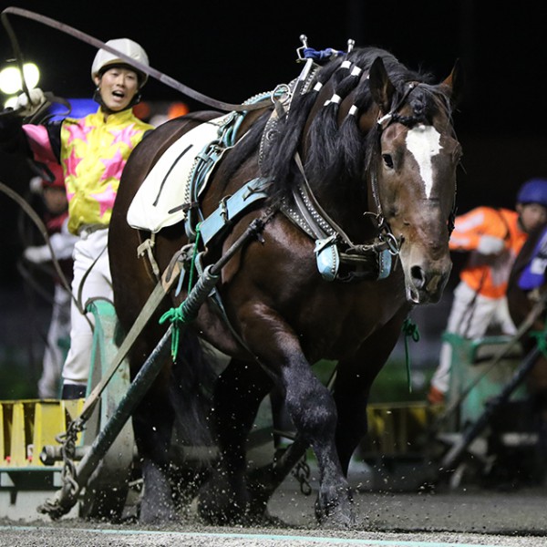 新品　未開封　ばんえい競馬　十勝　ばんえいグランプリ　法被　和　祭り　日本　赤 新品 未開封 ばんえい競馬 十勝 ばんえいグランプリ 法被 和