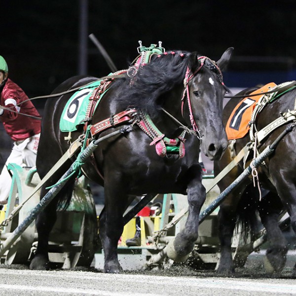 新品　未開封　ばんえい競馬　十勝　ばんえいグランプリ　法被　和　祭り　日本　赤 新品 未開封 ばんえい競馬 十勝 ばんえいグランプリ 法被 和