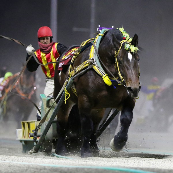 第49回ばんえいダービー」（BG1）の結果 | 【公式】ばんえい十勝