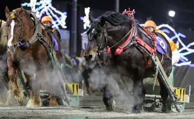 1月25日（月）メインレース騎手コメント　カンシャノココロ