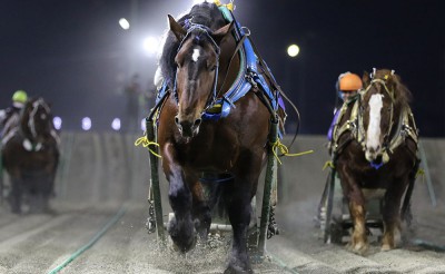 2月13日（土）メインレース騎手コメント　ホクショウマサル