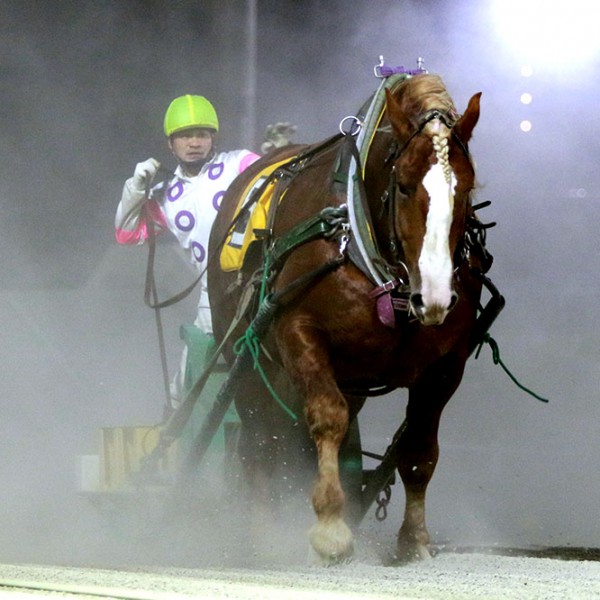 新品　未開封　ばんえい競馬　十勝　ばんえいグランプリ　法被　和　祭り　日本　赤 7月19日（月）ばんえい競馬 開催日です | 【公式】ばんえい十勝
