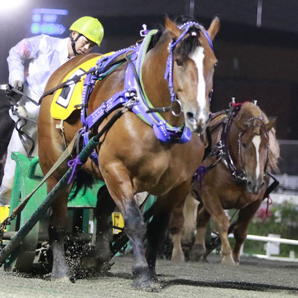 8月8日（日）ばんえい競馬 開催日です | 【公式】ばんえい十勝