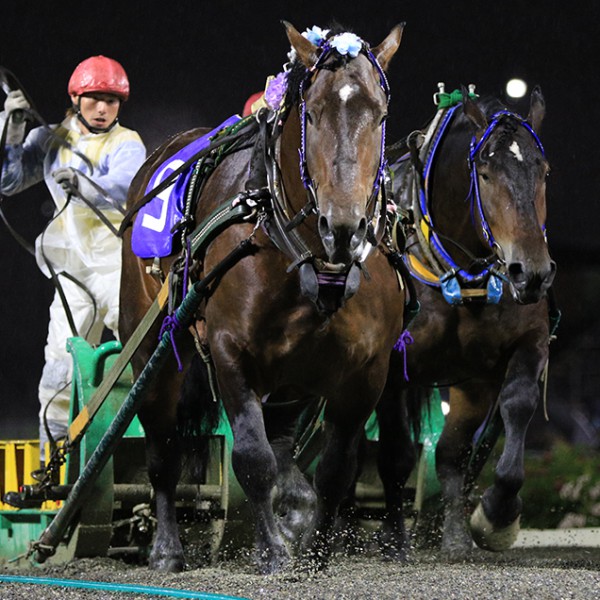 新品　未開封　ばんえい競馬　十勝　ばんえいグランプリ　法被　和　祭り　日本　赤 新品 未開封 ばんえい競馬 十勝 ばんえいグランプリ 法被 和