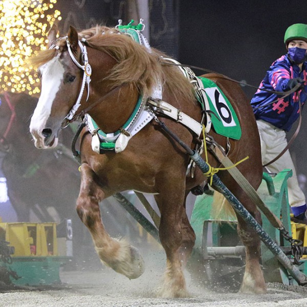 8月22日（日）ばんえい競馬 開催日です | 【公式】ばんえい十勝